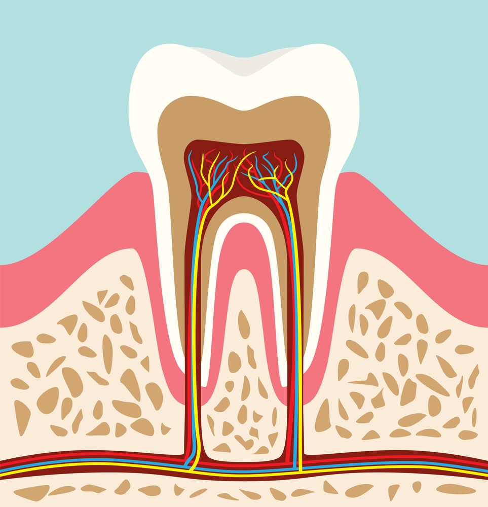 GCE tooth anatomy