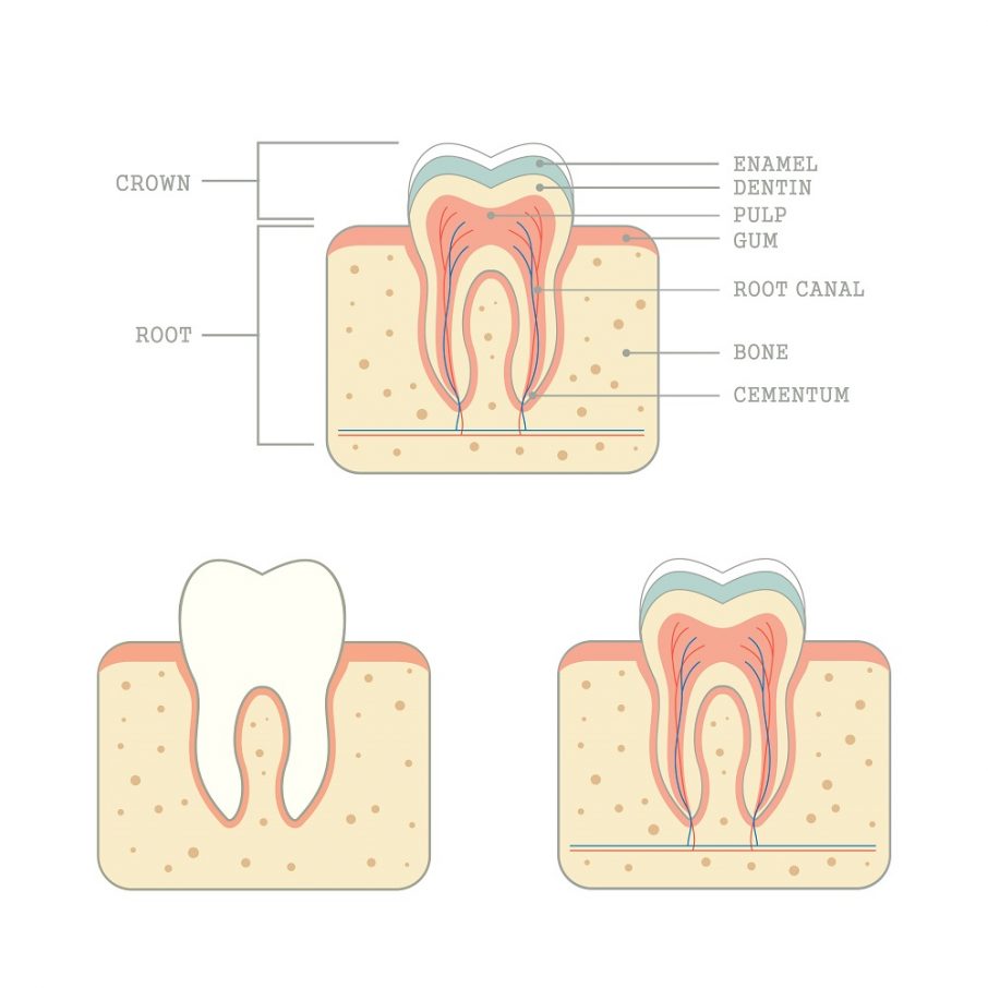 Endodontic anatomy.