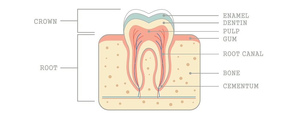 Root canal anatomy.